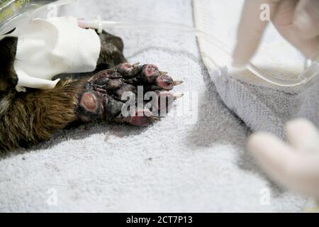 Pantanal, Brasile. 20 Settembre 2020. Una nutria con zampe bruciate viene trattata con siero in un centro di salvataggio degli animali. Gli incendi hanno distrutto un quinto, ovvero circa 30,000 chilometri quadrati della zona Pantanal negli stati di Mato Grosso e Mato Grosso do sul. Il Pantanal è costituito da un sistema ramificato di fiumi e laghi ed è un paradiso naturale e turistico unico. Ospita anche la più grande popolazione jaguar del mondo e centinaia di specie di uccelli. (A dpa 'incendi boschivi in Brasile: Bolsonaro rifiuta la critica' dal 21.09.2020) Credit: Rogerio Florentino/dpa/Alamy Live News Foto Stock