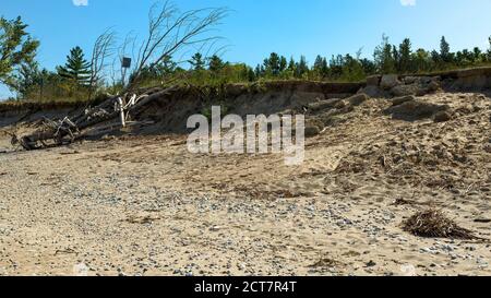 Erosione costiera con radici di alberi esposti Lago Huron Pinery Parco Provinciale. Grand Bend, Ontario, Canada. Foto Stock