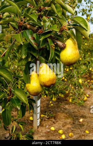Bartlett Pears su un albero di pera. Ontario, Canada. Foto Stock