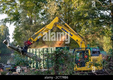 Harefield, Middlesex, Regno Unito. 21 Settembre 2020. Oggi numerosi alberi maturi venivano abbattuti da appaltatori HS2 accanto alla Riserva Naturale di Broadwater, un sito di interesse scientifico speciale (SSSI). Il controverso ed eccessivo lavoro di costruzione del collegamento ferroviario ad alta velocità è ora ufficialmente iniziato e l'impatto negativo si sta avvertendo in molte aree rurali lungo la linea del collegamento ferroviario da Londra a Birmingham. 693 siti di fauna selvatica, 108 boschi antichi e 33 SSSI sono a rischio di HS2. Credit: Maureen McLean/Alamy Live News Foto Stock