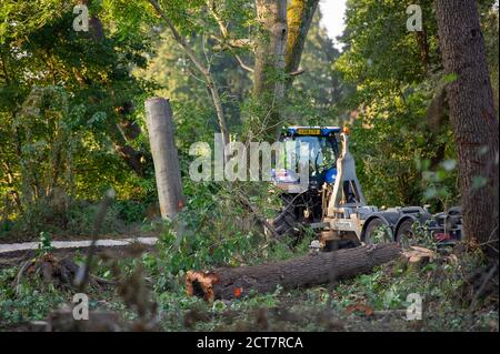 Harefield, Middlesex, Regno Unito. 21 Settembre 2020. Oggi numerosi alberi maturi venivano abbattuti da appaltatori HS2 accanto alla Riserva Naturale di Broadwater, un sito di interesse scientifico speciale (SSSI). Il controverso ed eccessivo lavoro di costruzione del collegamento ferroviario ad alta velocità è ora ufficialmente iniziato e l'impatto negativo si sta avvertendo in molte aree rurali lungo la linea del collegamento ferroviario da Londra a Birmingham. 693 siti di fauna selvatica, 108 boschi antichi e 33 SSSI sono a rischio di HS2. Credit: Maureen McLean/Alamy Live News Foto Stock