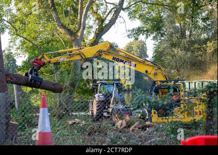 Harefield, Middlesex, Regno Unito. 21 Settembre 2020. Oggi numerosi alberi maturi venivano abbattuti da appaltatori HS2 accanto alla Riserva Naturale di Broadwater, un sito di interesse scientifico speciale (SSSI). Il controverso ed eccessivo lavoro di costruzione del collegamento ferroviario ad alta velocità è ora ufficialmente iniziato e l'impatto negativo si sta avvertendo in molte aree rurali lungo la linea del collegamento ferroviario da Londra a Birmingham. 693 siti di fauna selvatica, 108 boschi antichi e 33 SSSI sono a rischio di HS2. Credit: Maureen McLean/Alamy Live News Foto Stock