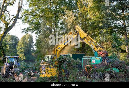 Harefield, Middlesex, Regno Unito. 21 Settembre 2020. Oggi numerosi alberi maturi venivano abbattuti da appaltatori HS2 accanto alla Riserva Naturale di Broadwater, un sito di interesse scientifico speciale (SSSI). Il controverso ed eccessivo lavoro di costruzione del collegamento ferroviario ad alta velocità è ora ufficialmente iniziato e l'impatto negativo si sta avvertendo in molte aree rurali lungo la linea del collegamento ferroviario da Londra a Birmingham. 693 siti di fauna selvatica, 108 boschi antichi e 33 SSSI sono a rischio di HS2. Credit: Maureen McLean/Alamy Live News Foto Stock