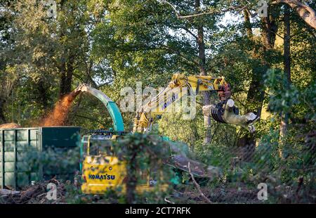 Harefield, Middlesex, Regno Unito. 21 Settembre 2020. Oggi numerosi alberi maturi venivano abbattuti da appaltatori HS2 accanto alla Riserva Naturale di Broadwater, un sito di interesse scientifico speciale (SSSI). Il controverso ed eccessivo lavoro di costruzione del collegamento ferroviario ad alta velocità è ora ufficialmente iniziato e l'impatto negativo si sta avvertendo in molte aree rurali lungo la linea del collegamento ferroviario da Londra a Birmingham. 693 siti di fauna selvatica, 108 boschi antichi e 33 SSSI sono a rischio di HS2. Credit: Maureen McLean/Alamy Live News Foto Stock