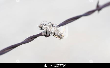 Grassopper alato di corallo (Pardalophora apiculata) Impalato su filo spinato da un Loggerhead Shrike sul Pianure del Colorado Foto Stock