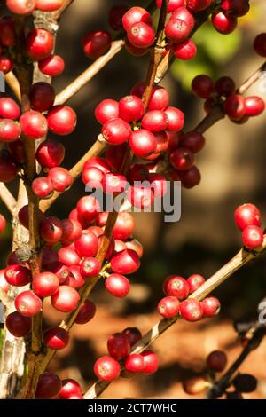 Bacche di caffè su un caffè di albero Foto Stock