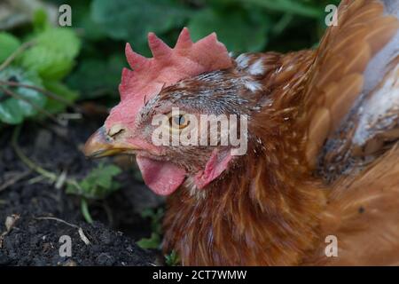 Animali polli di salvataggio in giardino Foto Stock