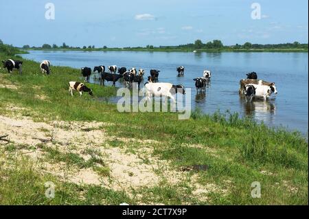le mucche bagnano nel lago, un gregge di mucche nel fiume Foto Stock