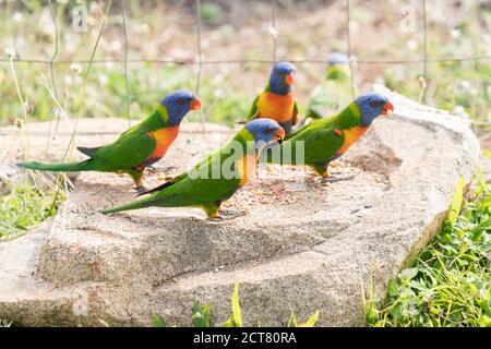 Fauna selvatica australiana, corikeet arcobaleno, Trichoglosso moluccanus, mangiare semi su roccia giardino Foto Stock