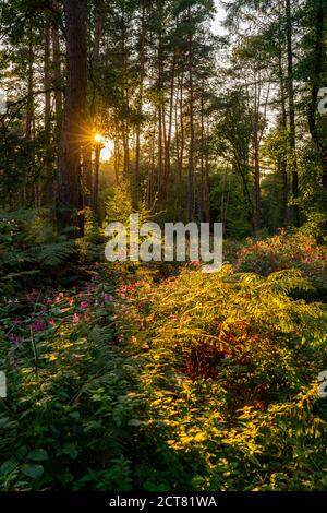 La riserva naturale Kirchheller Heide, impianto di balsamo indiano fiorito, vicino a Bottrop, NRW, Germania Foto Stock