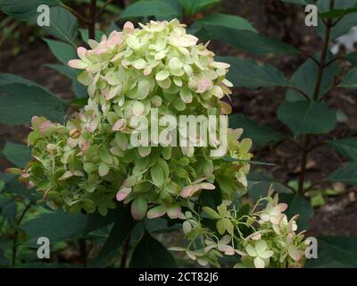 Hydrangea paniculata Graffiti. Infiorescenza ravvicinata. Fiore nel giardino all'aperto. Foto Stock