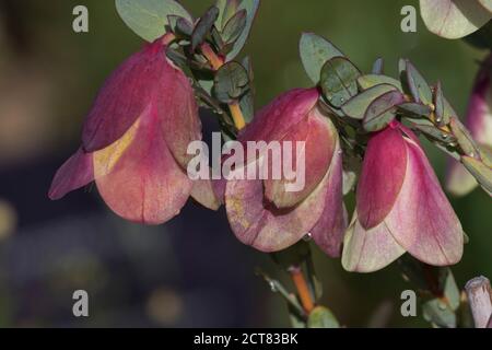 Trio di rosa rosato di fiori di Campana Qualup toccati con Rugiada al Kings Park nel giardino botanico dell'Australia occidentale Foto Stock