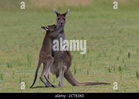Baby joey si alza in piedi e abbracci madre canguro. Più tardi, il bambino salirà nel sacchetto. Si trova nel Parco Nazionale di Yanchep nell'Australia Occidentale. Foto Stock