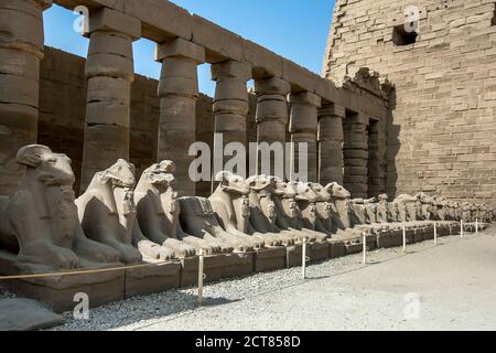 Una fila di statue di ariete scolpite in pietra all'interno della Grande Corte al Tempio di Karnak (Tempio di Amun) a Luxor in Egitto. A destra si trova il primo Pylon. Foto Stock