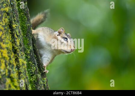 Wisconsin. Foresta Nazionale di Chequamegon-Nicolet. Chipmunk orientale 'Tamias striatus' sul lato dell'albero con sfondo verde fuori fuoco. Foto Stock