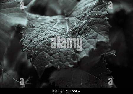 Colpo di closeup in scala di grigi di gocce d'acqua su una foglia Foto Stock