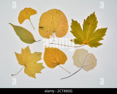 Colección de hojas secas en otoño sobre un lienzo Foto Stock