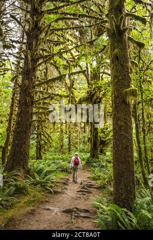 Un uomo a piedi il sentiero del fiume Hoh, Hoh Rainforest, Olympic National Park, Washington, Stati Uniti. Foto Stock