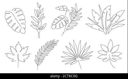 Foglie tropicali. Albero di palma e foglia lineare di acero. Tropic giungla e spiaggia elementi astratti floreali linea continua esotica pianta insieme vettoriale. Estate lea Illustrazione Vettoriale