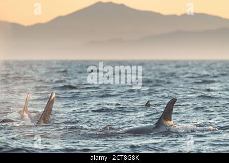 Orcas nel Southern Resident Killer Whale in pericolo J Pod giocare nel Salish Sea al tramonto al largo di Vancouver Island, British Columbia, Canada. J-Pod Orcas hanno sofferto di declino in numero e salute e farà parte di un programma per il trattamento con antibiotici per aiutare il baccello in difficoltà. Foto Stock