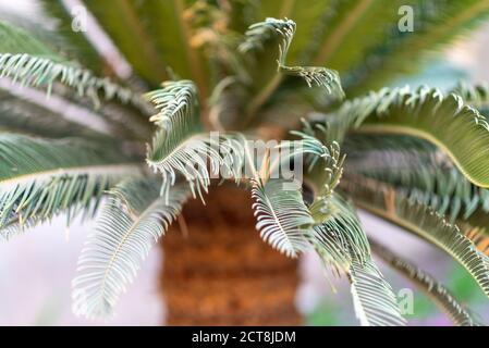 Palme tropicali. Natura astratta sfondo sfocato. Foto Stock