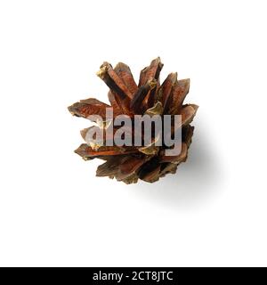 Cono di pino asciutto isolato su sfondo bianco con le barbette. Foto Stock