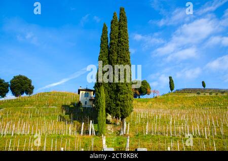 Campo di vino con cipressi e una capanna sul versante della montagna in Ticino, Svizzera. Foto Stock