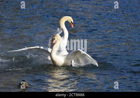 Cigni che giocano insieme sull'acqua blu. Foto Stock