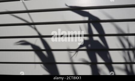 Lino NZ (tenax al potassio) proietta forti ombre di foglie su una casa di rivestimento verniciata di fresco Foto Stock