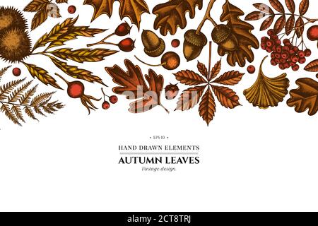 Elementi colorati con felce, rosa cane, rowan, ginkgo, acero, quercia, castagno, castagno, biancospino Illustrazione Vettoriale