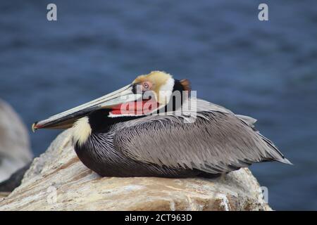 Un pellicano che riposa pacificamente su un grande pezzo di mare lungo il bordo dell'acqua Foto Stock