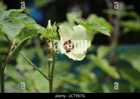 Homegrown e organico Signore dito o okra pianta Foto Stock