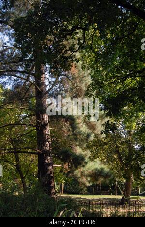 Rami di albero e foglie in tarda estate Foto Stock