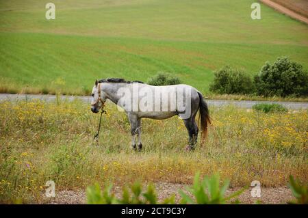 Cavallo tethered nel campo al crepuscolo serale (Portogallo). Fuoco selettivo sul cavallo. Piante sfocate in primo piano. Foto Stock