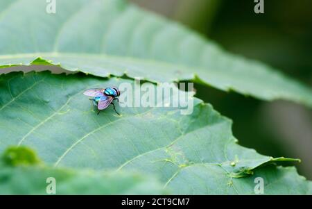 Una bottiglia verde comune vola o blowfly seduto su una papaya foglia Foto Stock