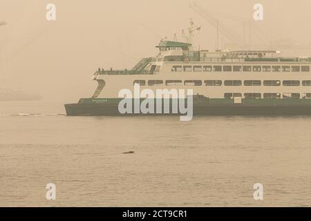 Seattle, Stati Uniti. 12 settembre 2020. Una curiosa foca portuale con un traghetto dello Stato di Washington, la baia ora sommersi da un pennacchio di fumo Wildfire. Foto Stock