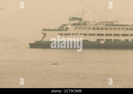 Seattle, Stati Uniti. 12 settembre 2020. Una curiosa foca portuale con un traghetto dello Stato di Washington, la baia ora sommersi da un pennacchio di fumo Wildfire. Foto Stock