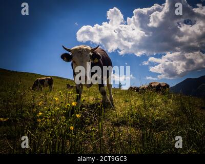 Dettaglio di vacca amichevole agghiacciando da qualche parte nei prati nel parco nazionale di Hohe Tauern vicino alla piccola e bella città Heiligenblut, Austria, Europa. Foto Stock