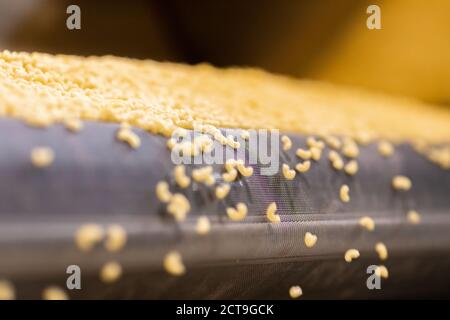 Produzione di pasta trasportatore automatico, essiccazione e insaccatura in vendita Foto Stock