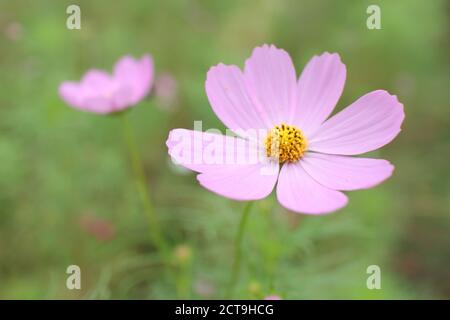 porpora giallo cosmo fiori su sfondo verde prato naturale, immagine autunnale Foto Stock