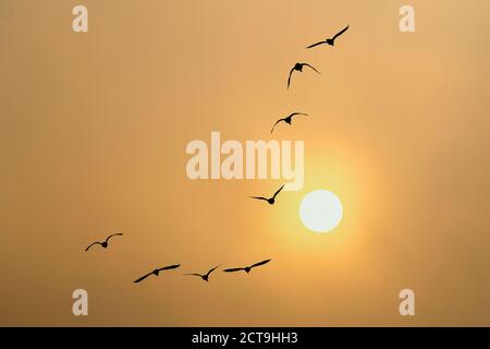 Rufford, Lancashire. Regno Unito Meteo; 22 Settembre 2020. Il sole frizzante inizia la giornata nel Lancashire rurale mentre greggi di oche migrate si dirigono verso le zone agricole per nutrirsi all'alba. Credito; MediaWorldImages/AlamyLiveNews Foto Stock