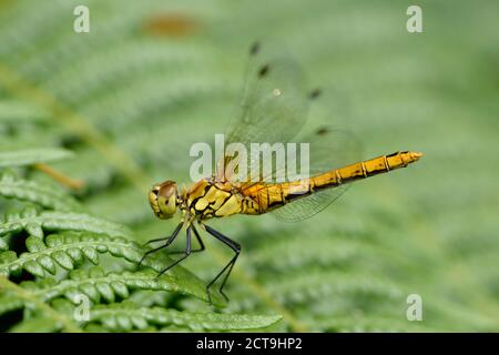 Ruddy darter, Sympetrum sanguineum, seduta su una foglia davanti a uno sfondo verde Foto Stock