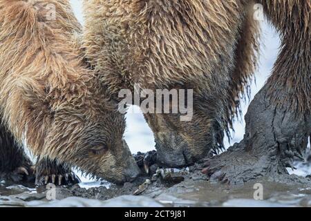 Stati Uniti d'America, Alaska, Parco Nazionale e Riserva del Lago Clark, orso bruno e bear cub (Ursus arctos), rovistando cozze Foto Stock