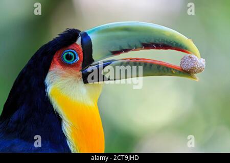 Il Brasile, Mato Grosso, Mato Grosso do Sul, ritratto di green-fatturati toucan, Ramphastos dicolorus Foto Stock