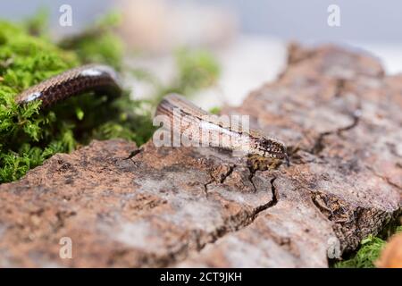 Blindworm (Anguis fragilis) sulla pietra, studio shot Foto Stock