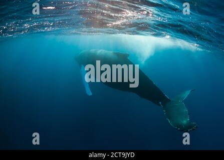 Repubblica Dominicana, Silverbanks, Humpback Whale, Megaptera novaeangliae Foto Stock