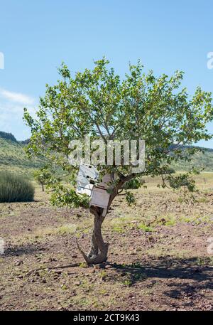 Africa, Namibia, Damaraland, insediamento Himba, cassapanche in legno con oggetti di valore in una struttura ad albero Foto Stock