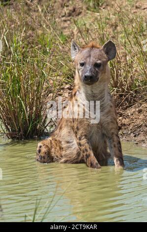 Kenya, Spotted hyena seduta in acqua a Masai Mara riserva nazionale Foto Stock