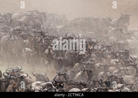 Africa, Kenya, Parco Nazionale Maasai Mara, Wildebeest Blu o comune (Connochaetes taurinus), migrazione wildebeest, che corre sulla riva del fiume Mara con nuvola di polvere Foto Stock