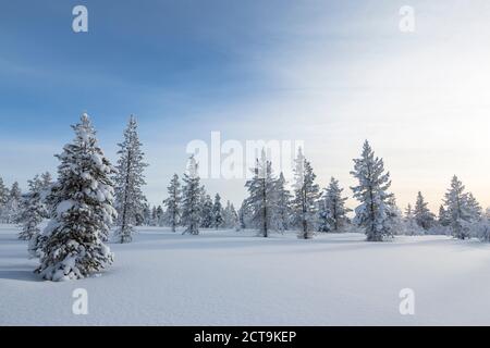 Finnland, vicino Saariselka, coperta di neve alberi Foto Stock